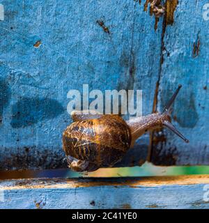 Gros plan d'un escargot de terre sur l'éclairage d'une boîte en bois peint en bleu Banque D'Images