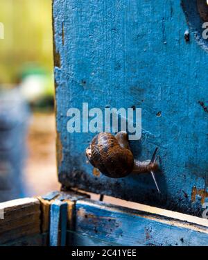 Gros plan d'un escargot de terre sur l'éclairage d'une boîte en bois peint en bleu Banque D'Images