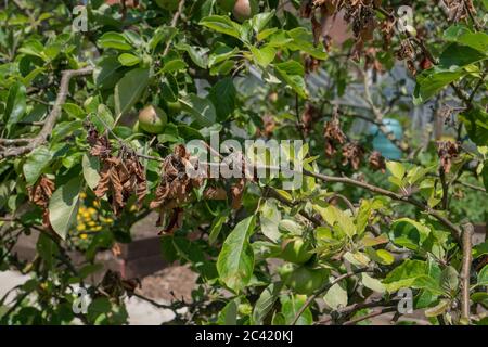 Arbre de pomme vu sur l'allotissement avec la brûlure du feu, une maladie bactérienne affectant principalement les pommiers et les poiriers, avec les bouts de branches mourant. Banque D'Images