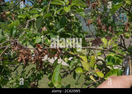 Arbre de pomme vu sur l'allotissement avec la brûlure du feu, une maladie bactérienne affectant principalement les pommiers et les poiriers, avec les bouts de branches mourant. Banque D'Images