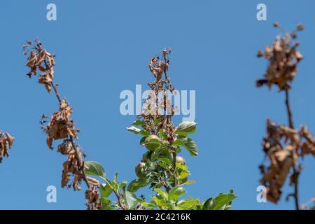 Arbre de pomme vu sur l'allotissement avec la brûlure du feu, une maladie bactérienne affectant principalement les pommiers et les poiriers, avec les bouts de branches mourant. Banque D'Images