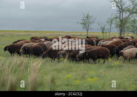 Tarutino Steppe, Oblast d'Odessa, Ukraine, Europe de l'est. 26 mars 2019. Un troupeau de moutons se grise dans la steppe sauvage à fleurs. Tarutino steppe, Odessa oblast, Ukraine, Europe de l'est crédit: Andrey Nekrasov/ZUMA Wire/Alamy Live News Banque D'Images