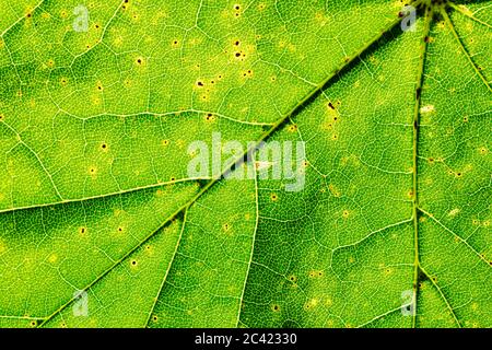 Gros plan vue détaillée d'une feuille d'un arbre sycomore (Acer pseudoplatanus) montrant les veines et la structure cellulaire Banque D'Images