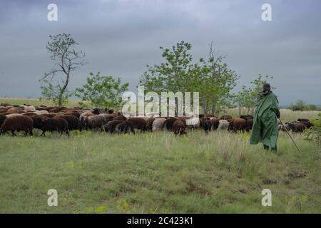 Tarutino Steppe, Oblast d'Odessa, Ukraine, Europe de l'est. 26 mars 2019. Les brebis grazes troupeau de brebis grazes dans la steppe sauvage à fleurs. Tarutino steppe, Odessa oblast, Ukraine, Europe de l'est crédit: Andrey Nekrasov/ZUMA Wire/Alamy Live News Banque D'Images