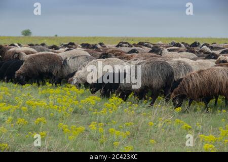 Tarutino Steppe, Oblast d'Odessa, Ukraine, Europe de l'est. 26 mars 2019. Un troupeau de moutons se grise dans la steppe sauvage à fleurs. Tarutino steppe, Odessa oblast, Ukraine, Europe de l'est crédit: Andrey Nekrasov/ZUMA Wire/Alamy Live News Banque D'Images