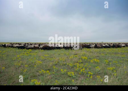 Tarutino Steppe, Oblast d'Odessa, Ukraine, Europe de l'est. 26 mars 2019. Un troupeau de moutons se grise dans la steppe sauvage à fleurs. Tarutino steppe, Odessa oblast, Ukraine, Europe de l'est crédit: Andrey Nekrasov/ZUMA Wire/Alamy Live News Banque D'Images
