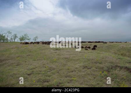 Tarutino Steppe, Oblast d'Odessa, Ukraine, Europe de l'est. 26 mars 2019. Un troupeau de moutons se grise dans la steppe sauvage à fleurs. Tarutino steppe, Odessa oblast, Ukraine, Europe de l'est crédit: Andrey Nekrasov/ZUMA Wire/Alamy Live News Banque D'Images
