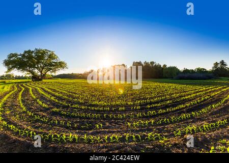 des rangées incurvées de jeunes plants de maïs au printemps au coucher du soleil. Meaford, Ontario, Canada Banque D'Images