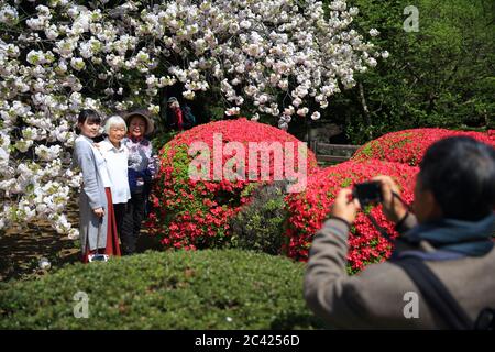 Tokyo, Japon - 10 avril 2018 : visite de Shinjuku Gyoen à Tokyo, Japon. Le parc Shinjuku Gyoen est un endroit populaire pour admirer la célèbre cerise japonaise Banque D'Images