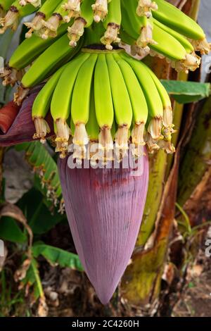 Fleurs comestibles de bananes ou fleurs de bananes avec petits fruits, en croissance de l'inflorescence charnue, à la peau pourpre, en forme de déchirure Banque D'Images