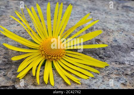 Fleur jaune de forêt Elecampane (Inula helenium) ou Horse-heal, ou Marchalan sur fond de pierre naturelle, vue rapprochée Banque D'Images