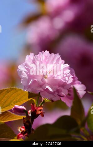 Sakura - cerise japonaise ou Yoshino (Prunus x yedoensis), fleur simple, vue rapprochée Banque D'Images