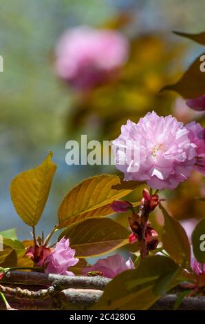 Cerise japonaise, sakura ou Yoshino (Prunus x yedoensis), se concentre sur la fleur en premier plan sur fond naturel flou Banque D'Images