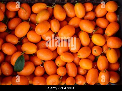 Kumquat ovale très aromatique ou Nagami Kumquat, (Citrus japonica 'Margarita' ou Fortunella margarita), fruit du sud riche en vitamines A, B et C. Banque D'Images