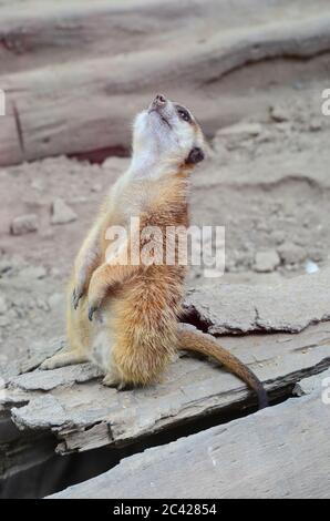 Meerkat (Surikate) debout sur le tronc sec de l'arbre et en observant Banque D'Images