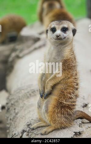 Curieux de Meercat debout sur le tronc sec d'arbre et regardant vers le photographe Banque D'Images