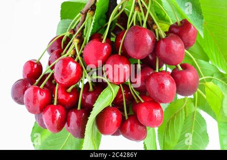 Bouquet de cerises sur une branche avec des feuilles vertes, fraîches et humides, isolées sur fond blanc Banque D'Images