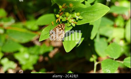 Papillon brun parmi les plantes forestières. Banque D'Images