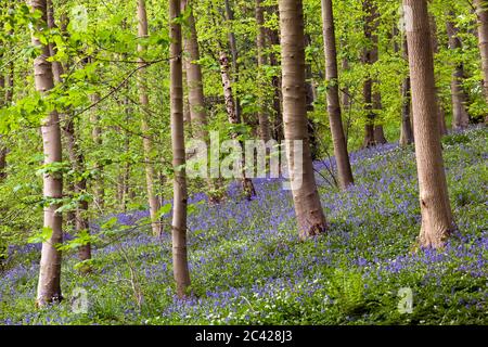 Bois de hêtre piqué avec ramsons fleuris, à Robin Howl, North Yorkshire, Royaume-Uni Banque D'Images