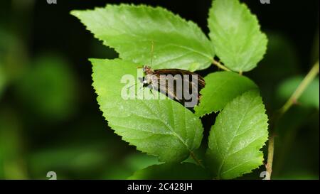 Papillon brun parmi les plantes forestières. Banque D'Images