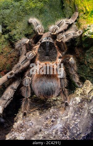 Gros plan d'un tarantula de scarlet de bahia (lasiodora klugi) en captivité Banque D'Images