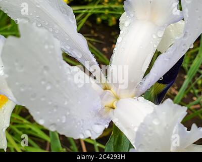 Fleur à iris blanche avec gouttes de pluie dans le jardin. Iris Hollandica Banque D'Images