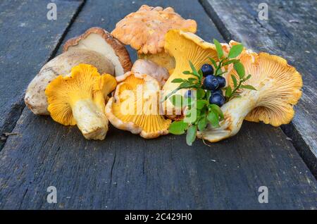 Branche de bleuets et champignons sauvages, Chanterelles et CEP sur l'ancienne table en chêne, vue rapprochée Banque D'Images