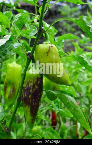 Poivrons verts non mûrs dans le jardin, après la pluie d'été Banque D'Images