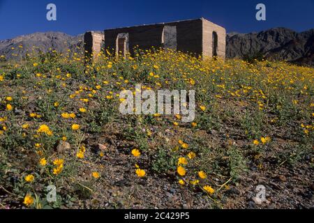 Ashford Mill avec Desert Gold, parc national de la Vallée de la mort, Californie Banque D'Images