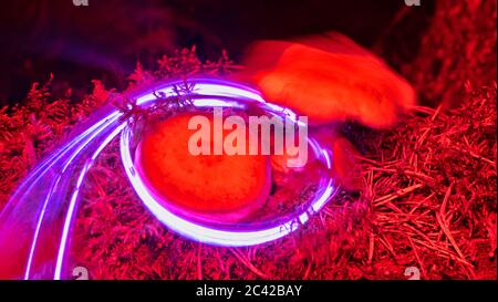 Nature néon. Les champignons et les plantes illuminée par un gaz inerte. Les choses paradoxales et de couleurs que les couleurs des jeunes Banque D'Images