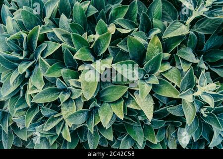 Aménagement créatif en velours de texture feuilles vertes feuillage. Pose à plat. Arrière-plan nature Banque D'Images