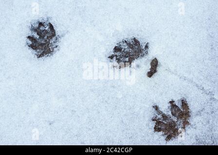 Gros plan sur la neige des pistes de hérisson européen ( erinaceus europaeus ) Banque D'Images