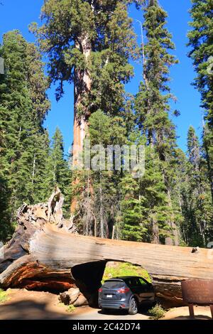 Voiture passant par tunnel Log dans le parc national de Sequoia Banque D'Images