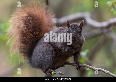 Écureuil gris de l'est, Sciurus carolinensis, un individu mélaniste avec une queue rougeâtre qui se trouve autour d'un mangeoire à oiseaux dans le centre du Michigan, aux États-Unis Banque D'Images