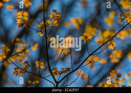 Érable rouge, Acer rubrum, feuilles émergeant au printemps avec une couleur délicate, centre du Michigan, États-Unis Banque D'Images