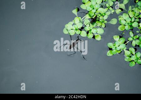 Vue de dessus de deux insectes d'eau flottant sur un étang Banque D'Images