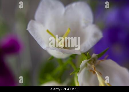 WA16965-00...WASHINGTON - UN coup de fleur de type cloche avec un Lensbaby Sweet Spot 50. Banque D'Images