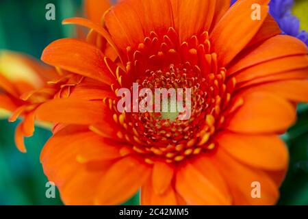 WA16976-00...WASHINGTON - Fleur dans un arrangement floral. Banque D'Images