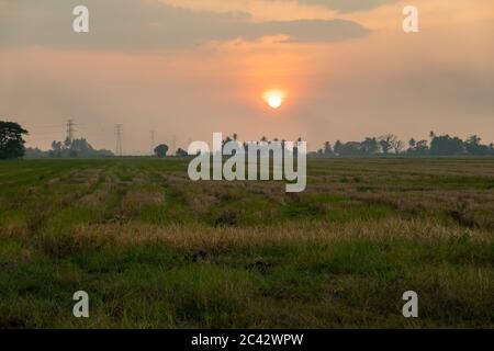 Coucher de soleil pittoresque sur le rizières de Kedah, Malaisie Banque D'Images