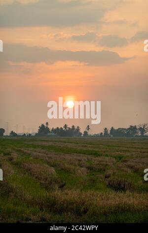 Coucher de soleil pittoresque sur le rizières de Kedah, Malaisie Banque D'Images