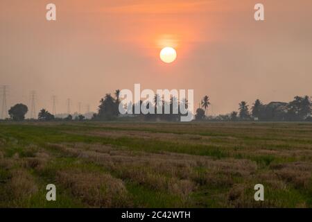 Coucher de soleil pittoresque sur le rizières de Kedah, Malaisie Banque D'Images