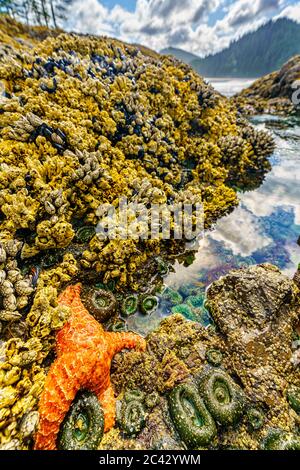 Tidepool avec étoiles de mer, anémones de mer, barnacles et moules le long de la côte ouest à la baie San Josef, dans le parc provincial du Cap Scott, île de Vancouver, Brit Banque D'Images