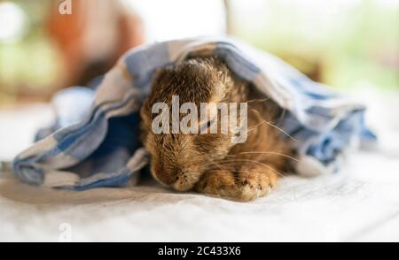 Sand am main, Allemagne. 15 juin 2020. Le Berger australien mélange 'Lasko' sniffs au jeune lièvre 'Hasi'. Le chien avait suivi le lièvre dans le jardin de la famille dans le quartier de Schweinfurt sous-refroidi et affamé. Le lapin a été soigné par la famille, mais ensuite, sur les instructions d'un vétérinaire, a été pris en charge par un centre de secours et est mort plus tard. Credit: Nicolas Armer/dpa/Alay Live News Banque D'Images