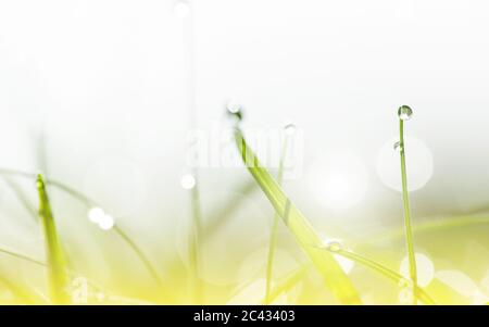 La rosée tombe sur l'herbe verte sous le soleil et le bokeh. Arrière-plan abstrait flou. Nature arrière-plan. Espace de copie. Banque D'Images