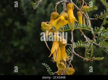 Kowhai fleurit sur l'arbre Kowhai de Nouvelle-Zélande Banque D'Images