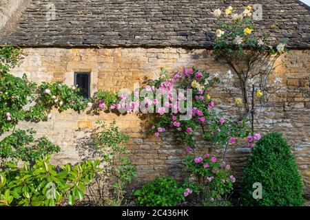 Roses sur une maison en pierre de cotswold en début de matinée lumière du soleil de juin. Lower Slaughter, Cotswolds, Gloucestershire, Angleterre Banque D'Images