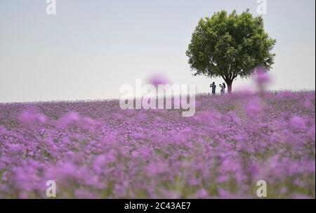 (200624) --BEIJING, le 24 juin 2020 (Xinhua) -- les visiteurs voient des fleurs de verveine fleuries dans un jardin écologique situé à la frontière du désert de Maowusu à Yinchuan, dans la région autonome de Ningxia hui, dans le nord-ouest de la Chine, le 20 juin 2020. (Xinhua/Wang Peng) Banque D'Images