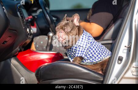 Le chien de taureau français de couleur chocolat s'assoit pour dormir en voiture Banque D'Images