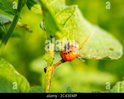 Coléoptère rouge de la pomme de terre du Colorado sur la feuille verte de la pomme de terre. Banque D'Images