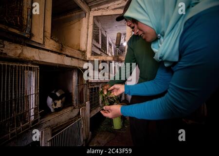 Femme musulmane nourrissant des lapins à la ferme Banque D'Images